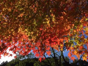 水屋神社の紅葉